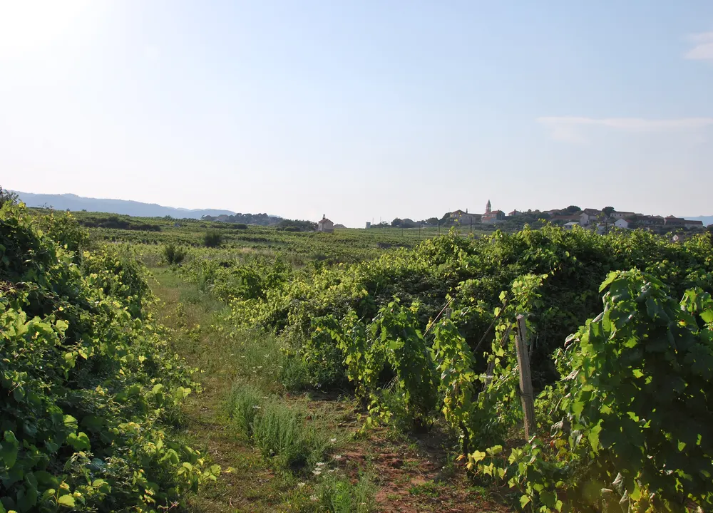 Vinogradi u Lumbardi na Korčuli